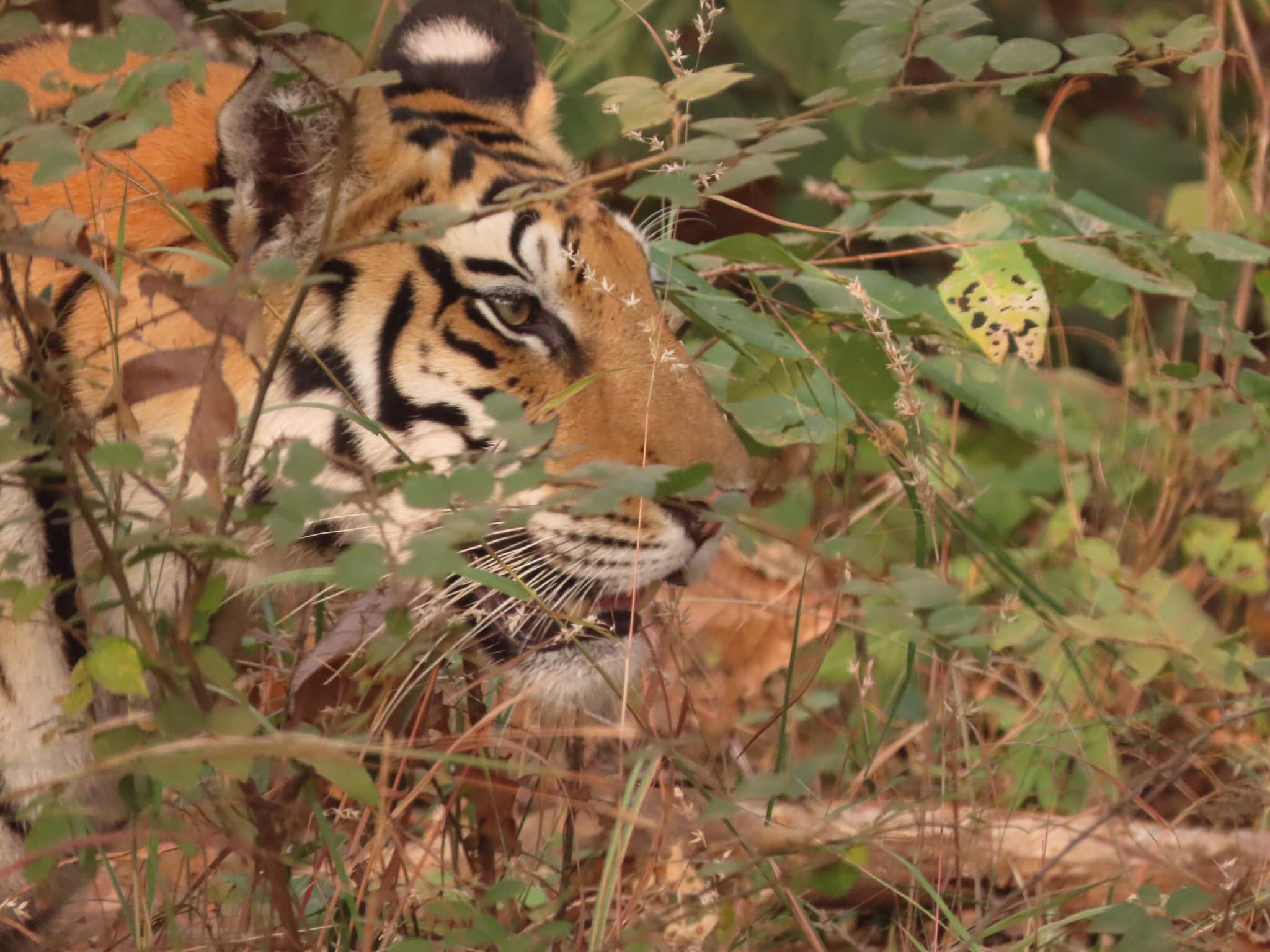 Tiger behind the bushes